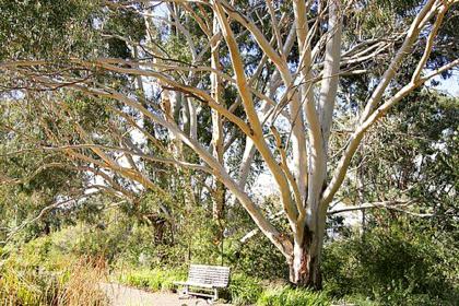 Australian National Botanic Gardens