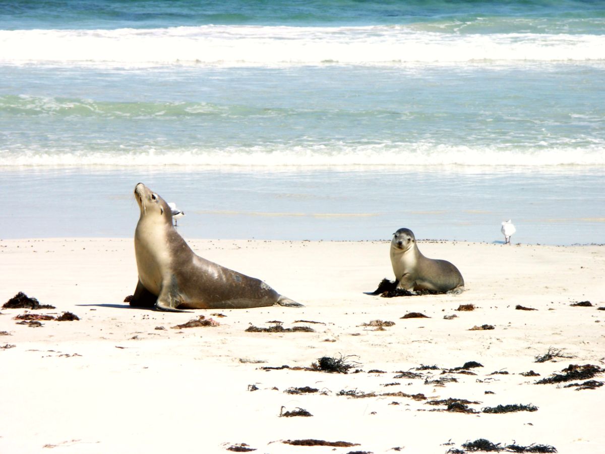 Seal Bay Conservation Park