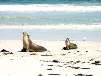 Seal Bay Conservation Park