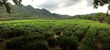 China National Tea Museum