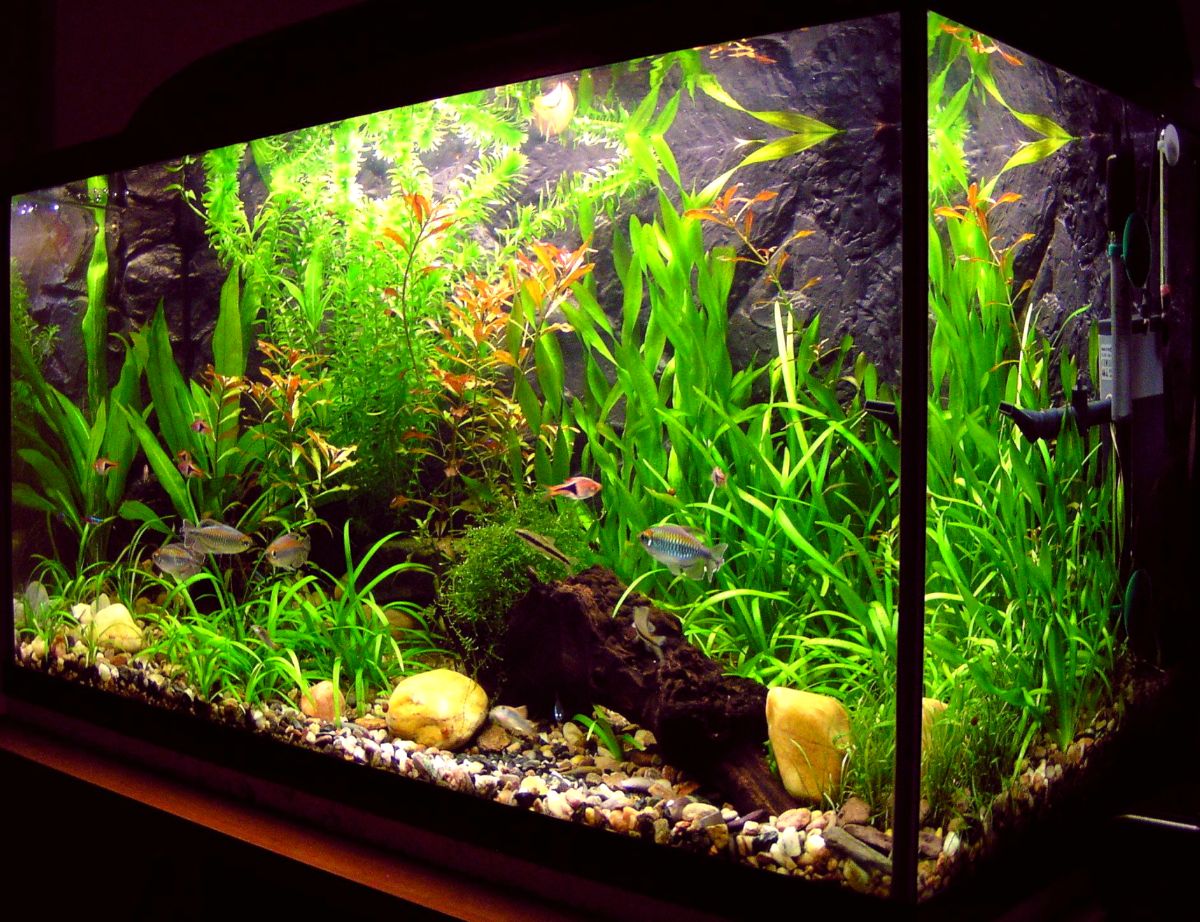 Aquarium