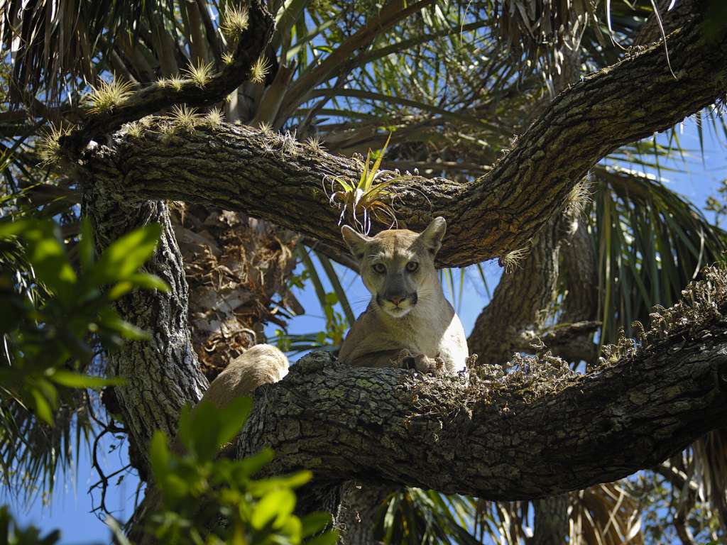 Big Cypress National Preserve