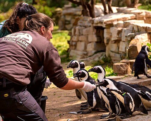 Attica Zoological Park