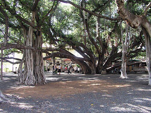 Lahaina banyan tree