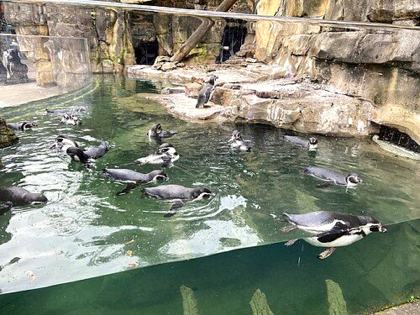 Akron Zoo