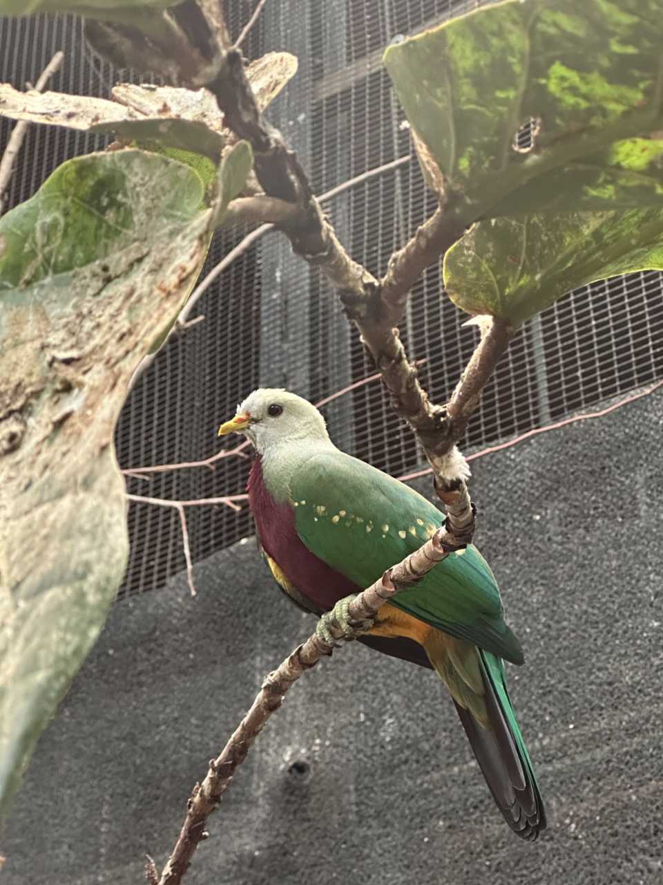 Memphis Zoo