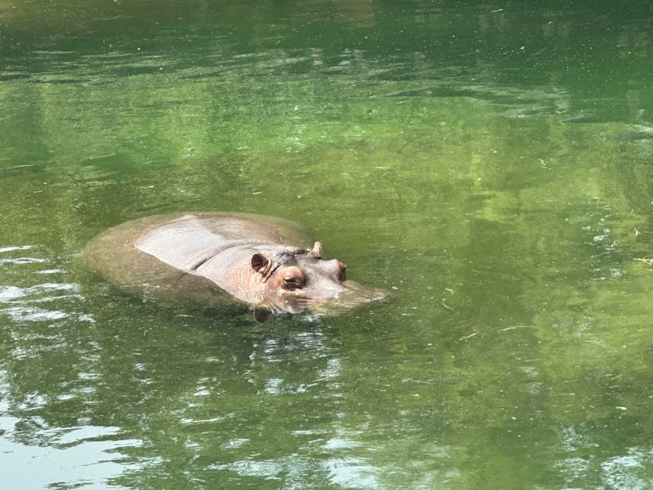 Memphis Zoo