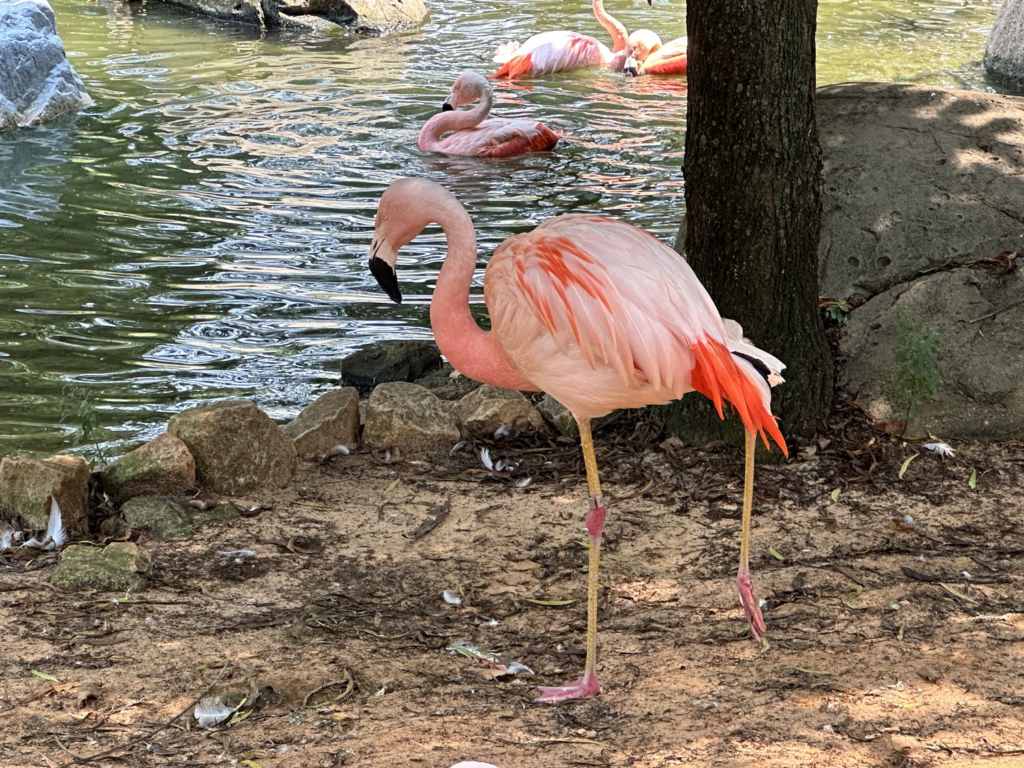 Memphis Zoo